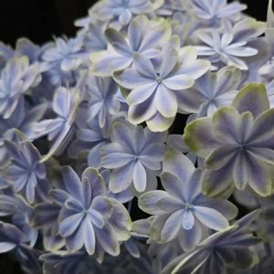 紫陽花,万華鏡,母の日のプレゼント,八重咲き紫陽花,お花のある暮らしの画像