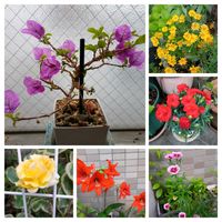 紅稚児,ダシフィルム,美空の鉾,ヤマトヒメ,ハオルチア　京の華の画像