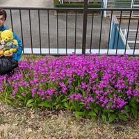 シバザクラの画像