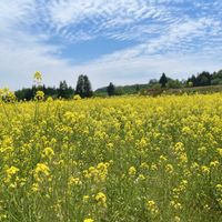 菜の花,北海道,おでかけ先の画像