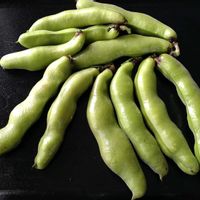 ソラマメ,サカタのタネ,無農薬栽培,実りに感謝,家庭菜園の画像