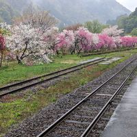 ハナモモの画像