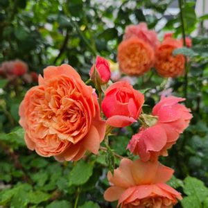 バラ,シルクロード,バラ ライフ,薔薇♪,庭作りの画像