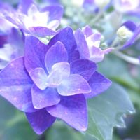 アジサイ,ハイドランジア,ハイドランジア,紫陽花,紫陽花 アジサイ あじさいの画像
