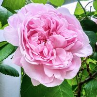 パッションフルーツ,メアリーローズ,いつもありがとう♡,パッションフルーツの花,☆薔薇 メアリーローズの画像