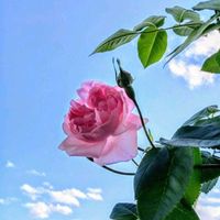 パッションフルーツ,メアリーローズ,パッションフルーツの花,☆薔薇 メアリーローズ,花友さんに感謝♡の画像