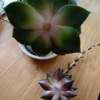 ヤマトニシキ,多肉植物,多肉初心者,花のある暮らし,多肉多肉多肉の画像