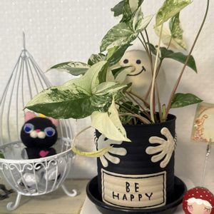 シンゴニウム,イッヌ,サボテン科,サボテンの寄せ植え,今日の一枚の画像
