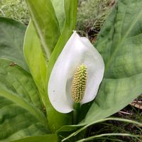水芭蕉の画像