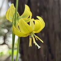 ギボウシ,ダイモンジソウ,ヒマラヤユキノシタ,キバナカタクリ,キバナカタクリの画像