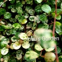 シンゴニウム,ワイヤープランツ,斑入りワイヤープランツ,観葉植物,ネコ好きの画像