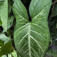 シンゴニウム,観葉植物,サトイモ 科,筑波実験植物園,今日のお花の画像