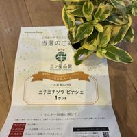 カーネーション,モロヘイヤ,斑入りニチニチソウ　ピナシェ,PR,ハブ茶の画像