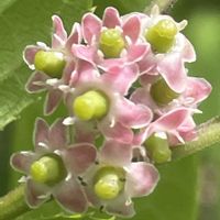 ウメモドキ,お花は癒し,花が好き❤,☆携帯撮影☆,にぃさんの日の画像