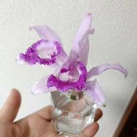 カトレア,カトレア インターメディア,蘭の底無し沼の画像