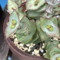 小人の帽子,多肉植物,新葉,多肉のある暮らし,多肉花芽の画像