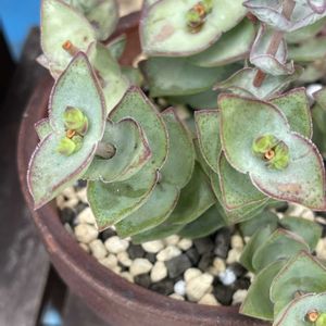 小人の帽子,多肉植物,新葉,多肉のある暮らし,多肉花芽の画像