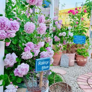 バラ,レイニーブルー,レオナルド・ダ・ビンチ,クレマチス‘ベルオブウォーキング’,クレマチス‘ベルオブウォーキング’の画像