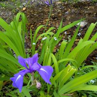 カキツバタ,アヤメ科,平和を願う,青い花マニア,美しく青きドヨウの画像