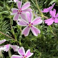 シバザクラ,シバザクラ,花散歩,良い週末を♪,マイペースにの画像