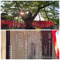 ケヤキ,いつもありがとう♡,神社,素敵な出会いに感謝,神様ありがとうの画像