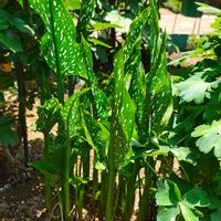 カラー,ガーデニング,ボタニカルライフ,お庭の植物,花のある暮らしの画像