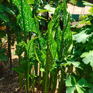 カラー,ガーデニング,ボタニカルライフ,お庭の植物,花のある暮らしの画像