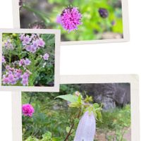 超古民家と庭,里地里山,おうち園芸,I♡Chiba,広い庭の画像