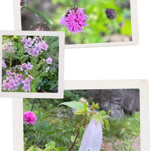 超古民家と庭,里地里山,おうち園芸,I♡Chiba,広い庭の画像