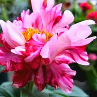鉢植え,花のある暮らし,緑のある暮らし,綺麗なお花,温泉県大分♨️の画像