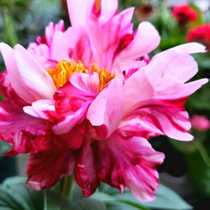 鉢植え,花のある暮らし,緑のある暮らし,綺麗なお花,温泉県大分♨️の画像