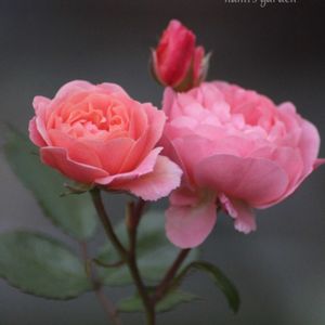 ドリフトローズ アプリコット,ディスタント・ドラムス,私のお庭,庭のある暮らし,ミニ薔薇 スィートチャリオットの画像