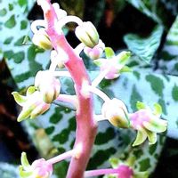 豹紋,植物男子ベランダー,レデボウリア豹紋,レボウリア・ソシアレス・ビオラセア,ベランダの画像