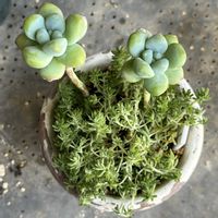 天使の雫,トレレアセイ,多肉植物,セダム属,ベランダの画像