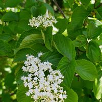 ガマズミ,日曜日は日本を感じる和の花,白い貴婦人✨の画像