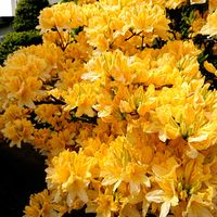 チューリップ,ツツジ,菜の花,タンポポ,やまぶきの画像
