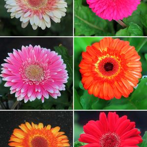 ガーベラ,ガーベラ,花言葉,希望,佐野植物公園の画像