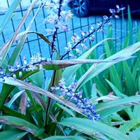 ドラセナ,ドラセナの花,ドラセナの花,自宅の花壇,庭の画像