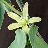 アデニア・グラウカ,☆りん☆家のグラウカ,多肉植物,塊根植物,可愛いの画像