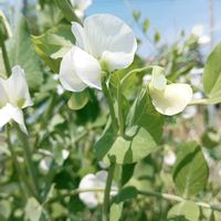 スナップエンドウ,芍薬,新玉ねぎの画像