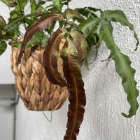 プテリス,プテリス アルボリネアータ,オオバイノモトソウ,観葉植物,シダ植物の画像