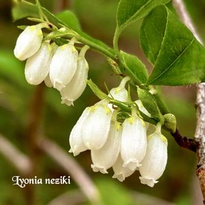 カラタネオガタマ,ネジキ,オガタマ ポートワイン,チャンチンモドキ,山野草の画像
