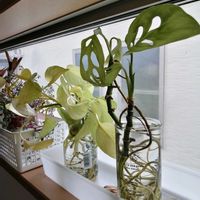 ポトスライム,マドカズラ,観葉植物,ガーデニング,観葉植物のある暮らしの画像