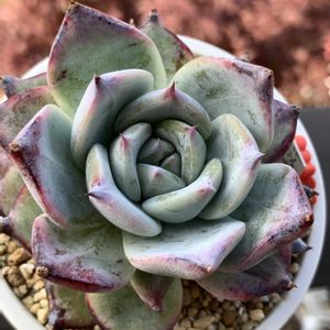 エケベリア,ブラックサバス,多肉植物,多肉植物とサボテン,タニラーの画像