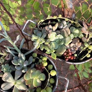 多肉植物,かわいい,サビサビ,ブリキ缶,花のある暮らしの画像