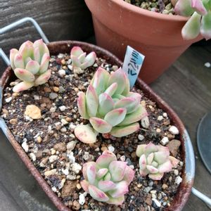 ミニベル,ガーデニング,多肉棚,ウッドデッキ,多肉植物とサボテンの画像