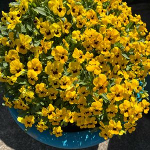 ビオラ,鉢植え,花が好き,無農薬❤家庭菜園,野菜が好きの画像