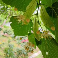 ニオイバンマツリ,ヤブデマリ,ボダイジュ,ナツボダイジュ,和歌山県植物公園緑化センターの画像