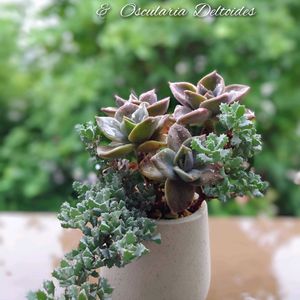 セダム,琴爪菊,バイネシー,オウンスロー,多肉植物の画像