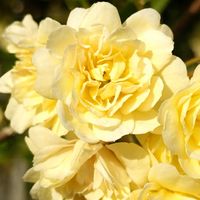 モッコウバラ,せんだい農業園芸センター,日曜ビタミンカラー♪,ほんわか♥️ほんのり,花咲く乙女たち♡の画像